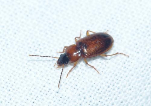 Réf. 192 935 : Stenolophus skrimshiranus